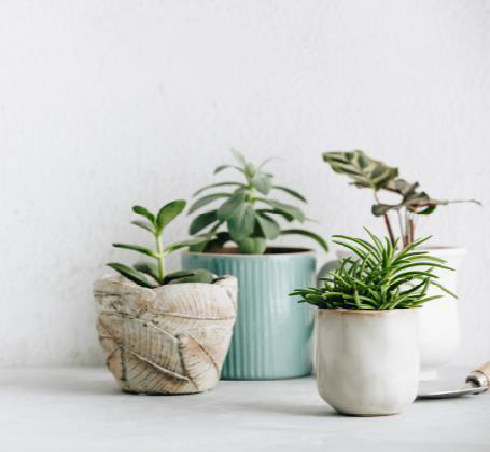 Four pot plants | Betterbond